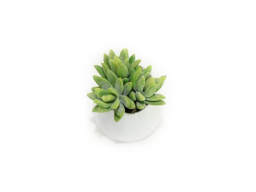 Eden's Vase 2