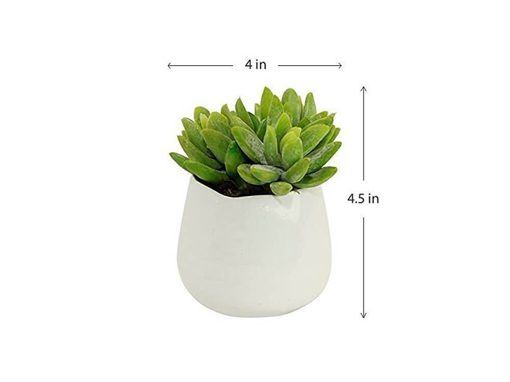 Eden's Vase 5