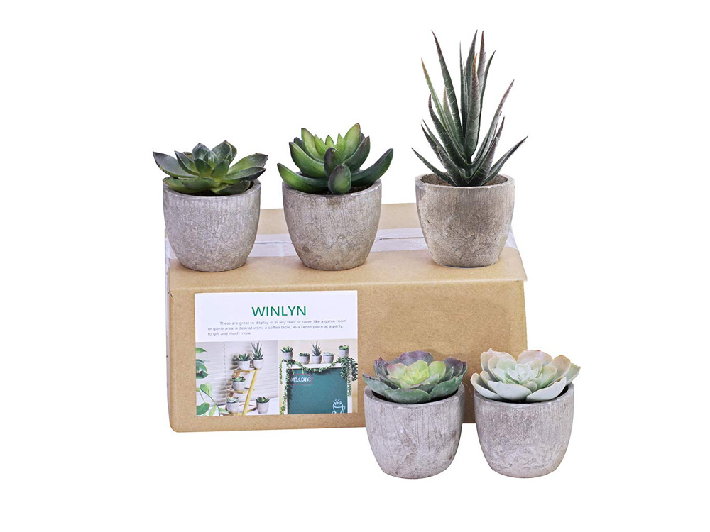 Succulents 2