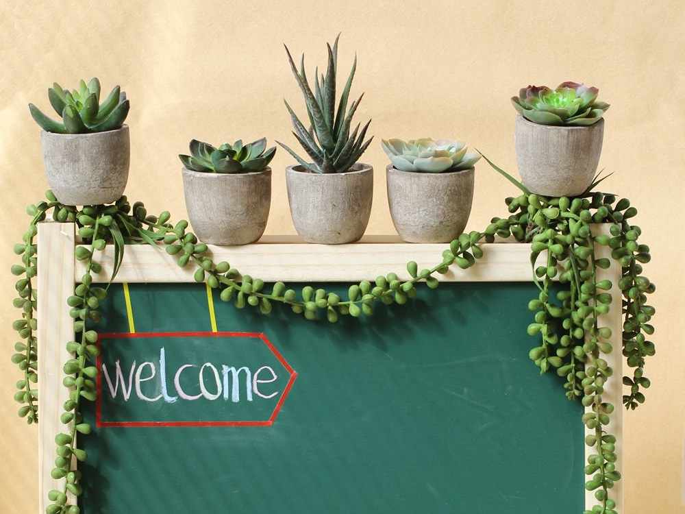 Succulents 3