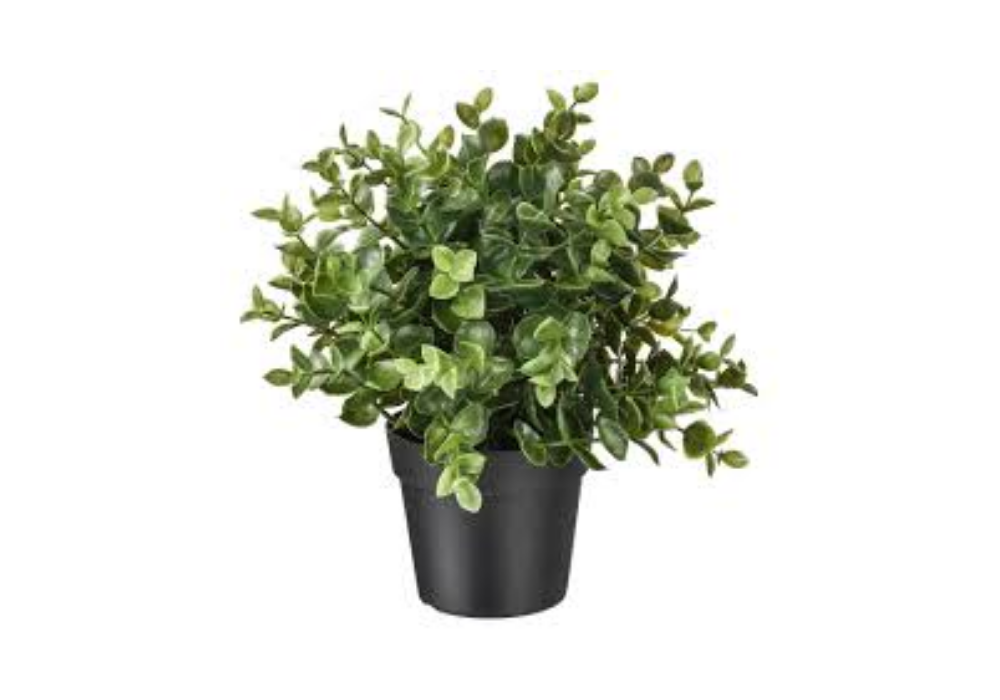 Larkins Plant 1