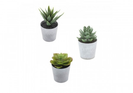 Spa Succulents (set of 3)