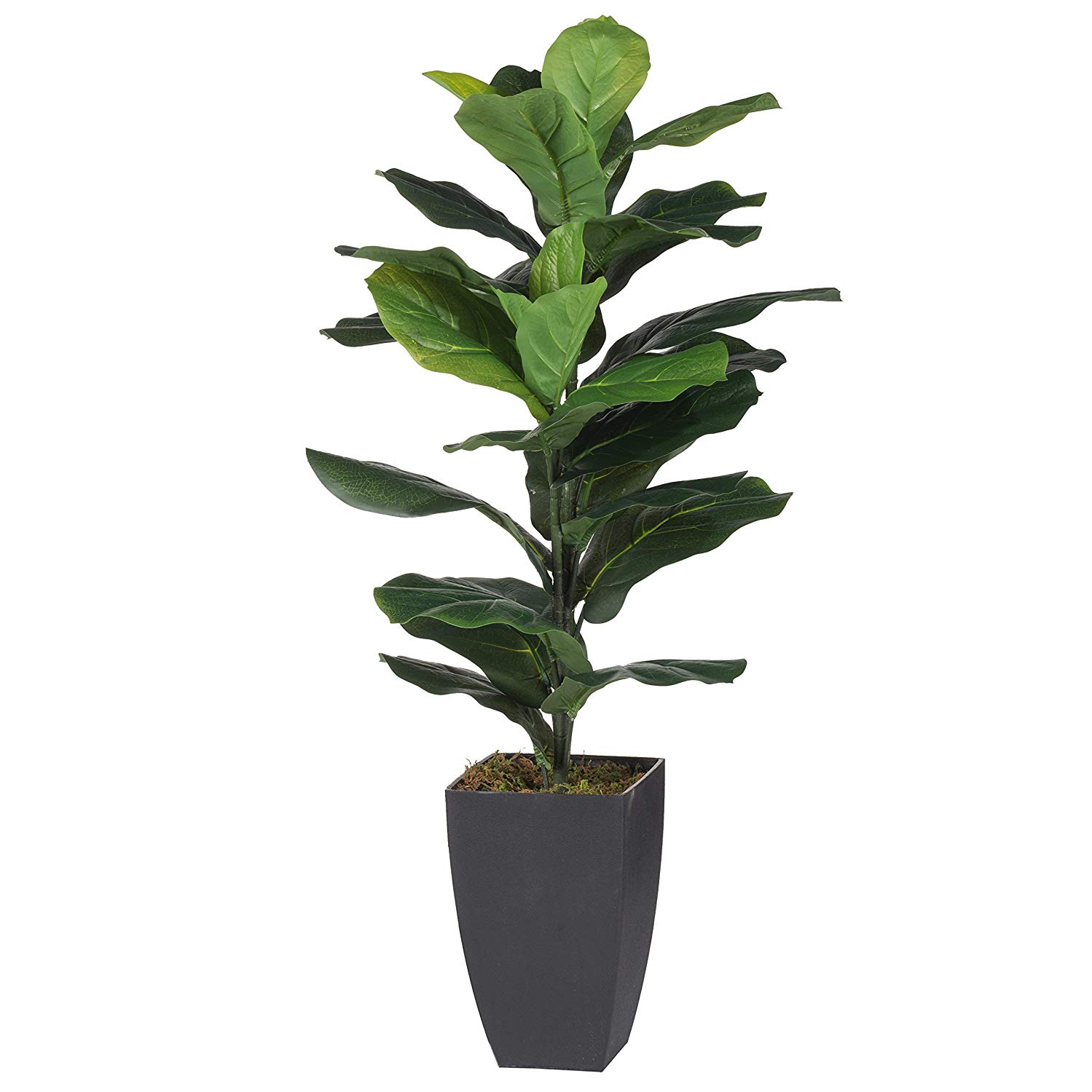 Fig Tree 1