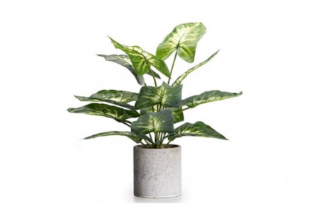 Manchester Plant.jpg